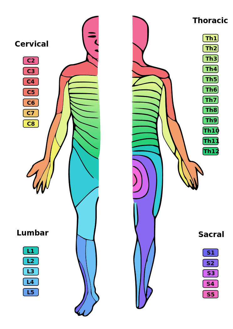 Dermatome nerve shingles