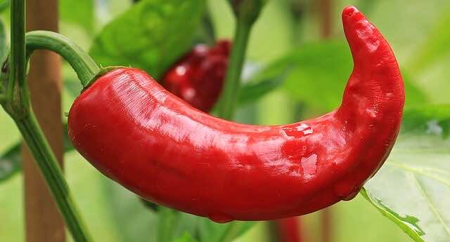 Capsaicin, Chilli, Pepper, Pain