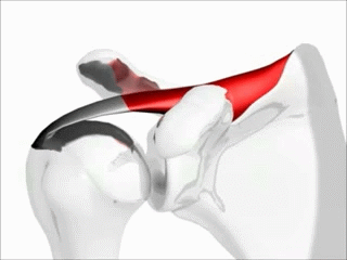 Rotator Cuff Movement
