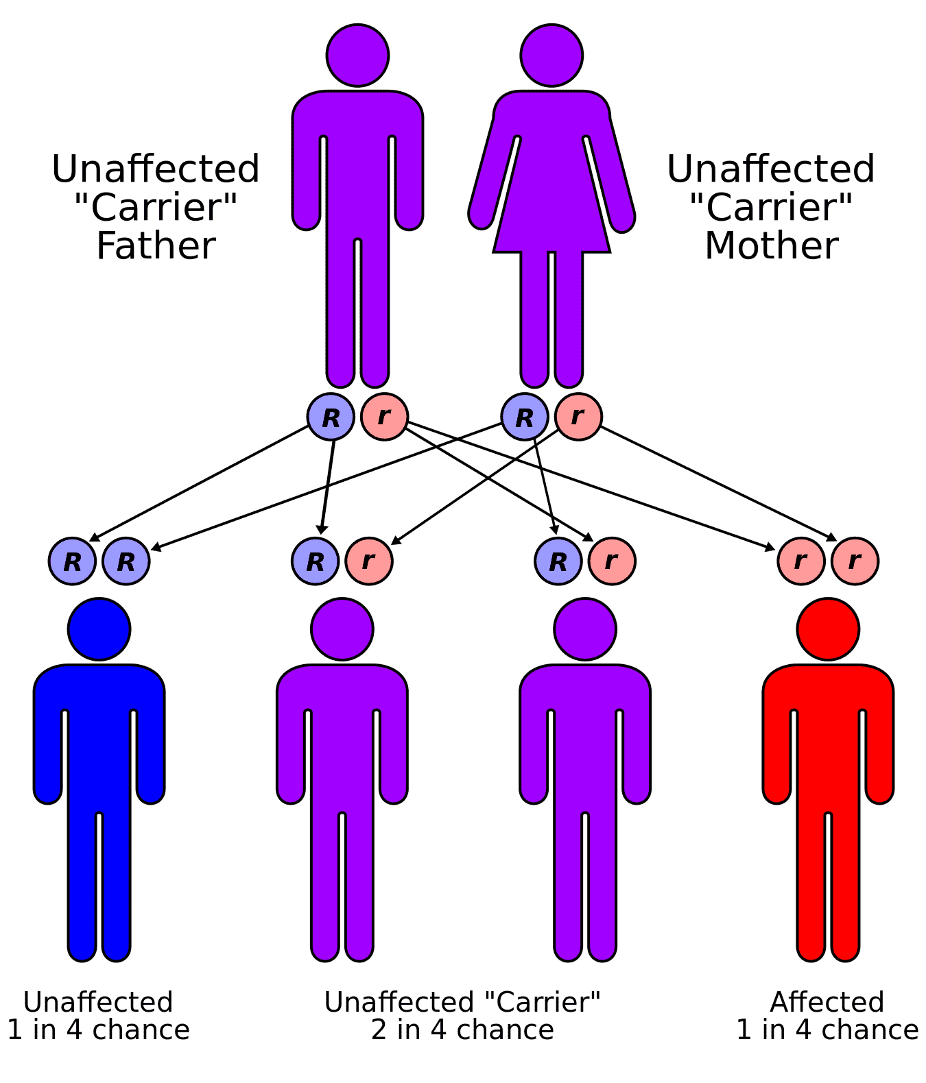 Sickle cell inheritance