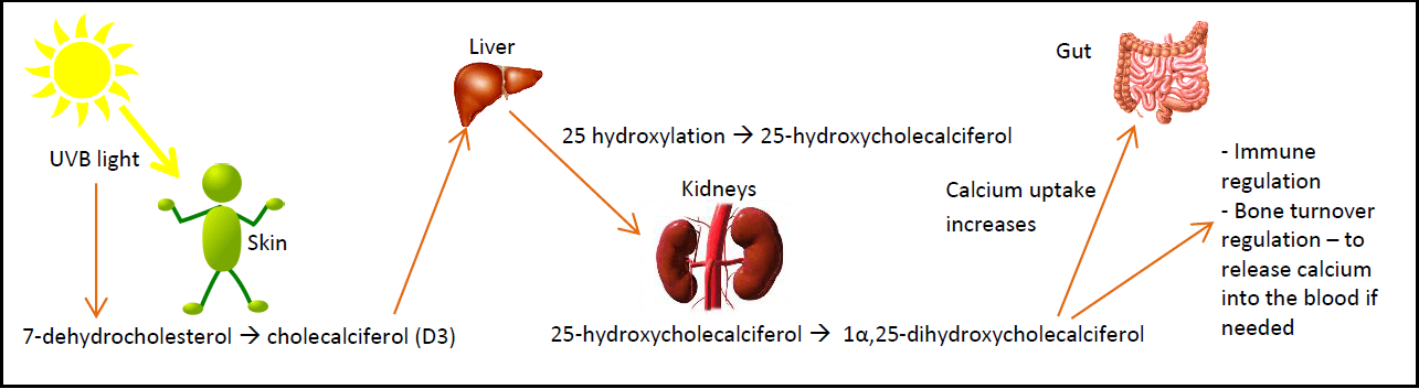 Vitamin D diagram