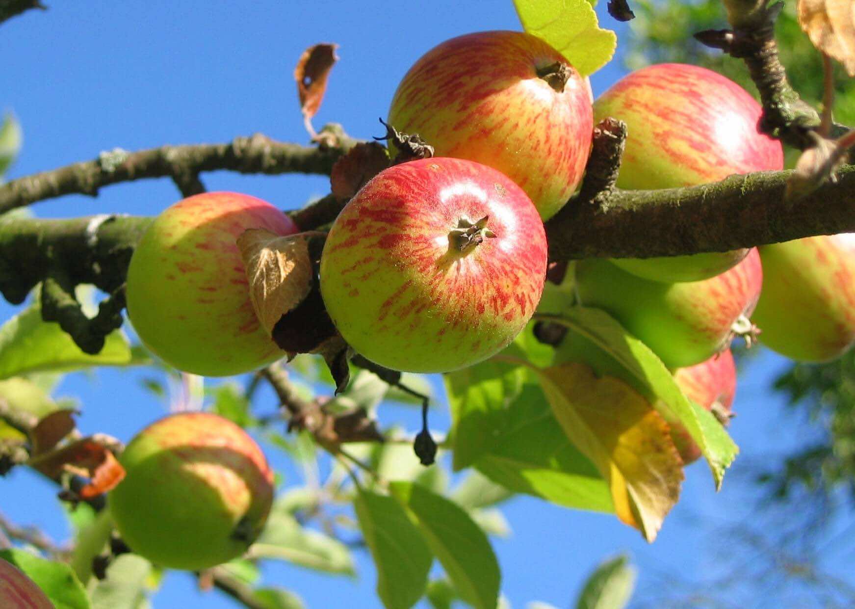 apples on a bircher tree | summer allergies | London Doctors Clinic